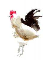 Little Red Rooster 5 #109099 Little Red Rooster 5 #109099