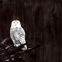 Owl #109867 Owl #109867