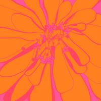 Zinnia Recolor A #110056 Zinnia Recolor A #110056
