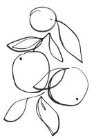 Fruit Contour Oranges #112382 Fruit Contour Oranges #112382