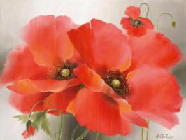 Mohn #11678 Mohn #11678