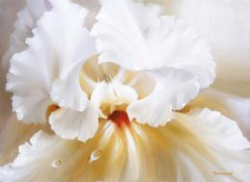 Orchidee #11681 Orchidee #11681