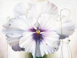 Viola #11689 Viola #11689