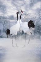 Liefdeskaart 5 #11784 Liefdeskaart 5 #11784