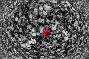 Red Leaf #11798 Red Leaf #11798
