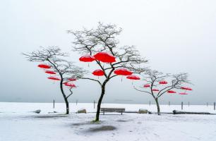 Red Umbrellas #11801 Red Umbrellas #11801
