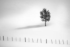 Tree And Fence Bw #11818 Tree And Fence Bw #11818