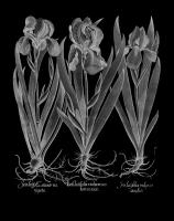 Iris Latifolia #123031 Iris Latifolia #123031