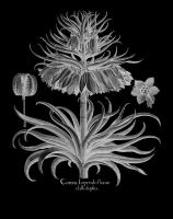 Corona Imperialis florum #123032 Corona Imperialis florum #123032