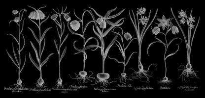 Fritillariae #123033 Fritillariae #123033