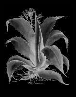 Aloe Americana #123036 Aloe Americana #123036