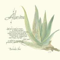 Aloe Vera #1446 Aloe Vera #1446