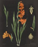 Gladiola Chart Crop #18236 Gladiola Chart Crop #18236