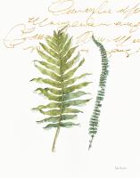My Greenhouse Fern I #22218 My Greenhouse Fern I #22218