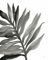 Tropical Palm III BW #25316