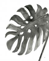 Tropical Palm IV BW #25317