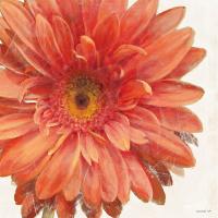 Vivid Daisy #2585 Vivid Daisy #2585