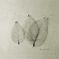 Trio of Skeleton Leaves #2856 Trio of Skeleton Leaves #2856