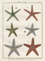 Histoire Naturelle Starfish II #31654 Histoire Naturelle Starfish II #31654