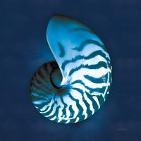 Cyanotype Sea I #32594