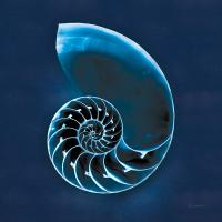 Cyanotype Sea II #32595 Cyanotype Sea II #32595
