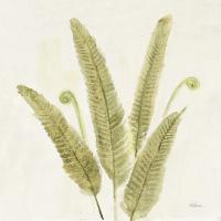 Forest Ferns II v2 #36988 Forest Ferns II v2 #36988