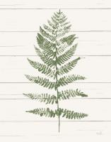 Fern Print II Crop #37054 Fern Print II Crop #37054