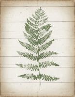 Fern Print II v2 #38477 Fern Print II v2 #38477