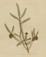 Herbal Botanical XIV #41419 Herbal Botanical XIV #41419