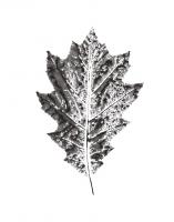 Harvest Sentiments VII BW no Words #41575
