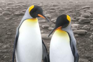 Courting #41623 Courting #41623