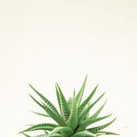 Succulent Simplicity I Neutral #41648 Succulent Simplicity I Neutral #41648