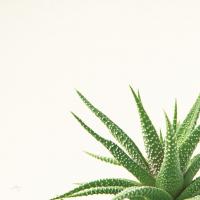 Succulent Simplicity II Neutral #41649 Succulent Simplicity II Neutral #41649