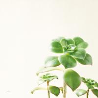 Succulent Simplicity X Neutral #41657 Succulent Simplicity X Neutral #41657