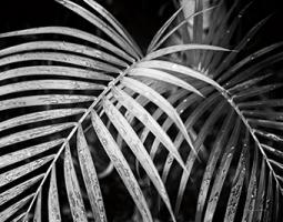 Palm Fronds Crop #42490 Palm Fronds Crop #42490