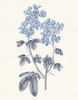 Blue Botanical III #42744 Blue Botanical III #42744
