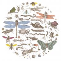 Insect Circle I Bright #42866 Insect Circle I Bright #42866