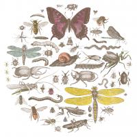 Insect Circle II Bright #42867 Insect Circle II Bright #42867