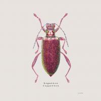 Adorning Coleoptera VI Sq Claret #42895 Adorning Coleoptera VI Sq Claret #42895