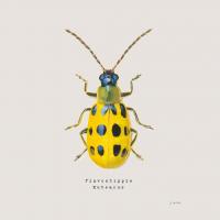 Adorning Coleoptera VII Sq Golden #42896