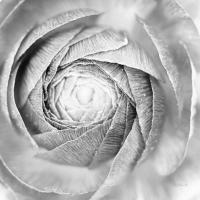 Ranunculus Abstract I BW Light #43246 Ranunculus Abstract I BW Light #43246