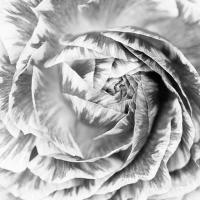 Ranunculus Abstract IV BW Light #43249 Ranunculus Abstract IV BW Light #43249
