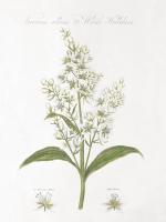 Botany Book XI White Green #43491