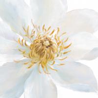 Contemporary Clematis Gray #44828 Contemporary Clematis Gray #44828