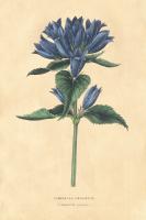 Campanula Vintage #45390 Campanula Vintage #45390