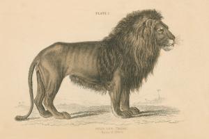 Vintage Lion #45678 Vintage Lion #45678