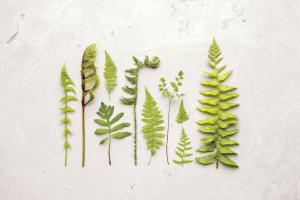 Flat Lay Ferns I #45704 Flat Lay Ferns I #45704