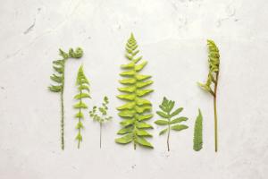 Flat Lay Ferns II #45705 Flat Lay Ferns II #45705