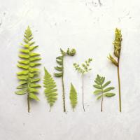 Flat Lay Ferns III #45706 Flat Lay Ferns III #45706