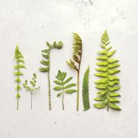 Flat Lay Ferns IV #45707 Flat Lay Ferns IV #45707